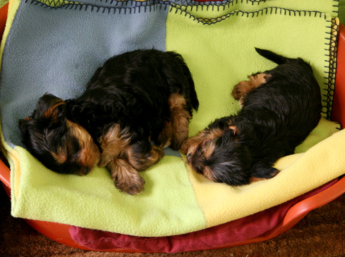 免费ddos在线攻击