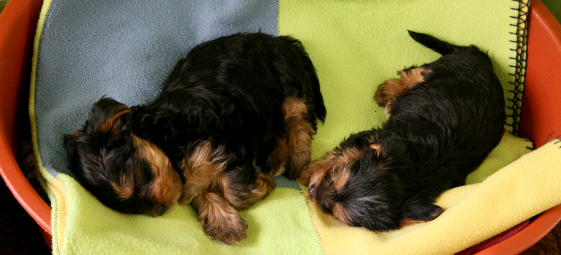 强大且功能完善的免费ddos在线攻击测试网站